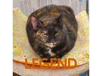 Adopt Legend a Tortoiseshell Domestic Shorthair (short coat) cat in Warren