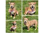 Adopt Wanda a Tan/Yellow/Fawn - with White American Pit Bull Terrier / Mixed dog
