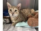 Adopt Tapioca a Brown Tabby Domestic Shorthair (short coat) cat in Newport