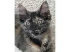 Adopt Doxa a Tortoiseshell Domestic Mediumhair (medium coat) cat in North