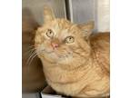 Adopt Lennon a Tabby, Domestic Short Hair