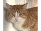 Adopt Wilson a Tabby, Domestic Short Hair