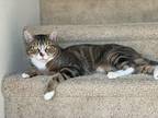 Adopt Raul a Brown Tabby Domestic Shorthair cat in Portland, OR (38381281)