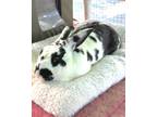 Adopt Bugsy a White Checkered Giant / Mixed (short coat) rabbit in Brooklyn