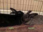 Adopt Pebbles / Bam Bam a Rex / Mixed (short coat) rabbit in Tampa