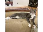 Adopt Smokey a Gray or Blue Domestic Shorthair / Mixed cat in Wichita
