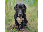 Adopt Ascura a Black Basset Hound / Labrador Retriever / Mixed dog in Wichita