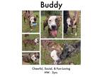 Adopt Buddy a Mixed Breed (Medium) / Mixed dog in Albany, GA (38427126)