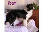 Adopt ZOOM a Border Collie / Mixed dog in Palm City, FL (38384155)