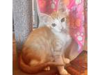 Adopt Basil a Orange or Red Domestic Shorthair / Mixed cat in Fredericksburg