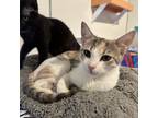 Adopt Irene a Domestic Shorthair / Mixed cat in Kanab, UT (38504382)