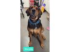 Adopt Murphy a Coonhound / Mixed dog in Richmond, IN (38376396)