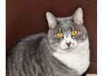 Adopt Miss Cuddles a Domestic Shorthair / Mixed (short coat) cat in Brigham City