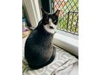 Adopt Momix a Black & White or Tuxedo Domestic Shorthair / Mixed (short coat)