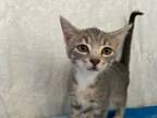 Adopt Hazel a Gray, Blue or Silver Tabby Domestic Shorthair (short coat) cat in
