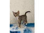 Adopt Lincoln a Brown Tabby Domestic Shorthair (short coat) cat in Long Beach