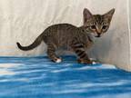 Adopt Timmy a Brown Tabby Domestic Shorthair (short coat) cat in Long Beach