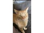 Adopt Queso (23-055 C) a Orange or Red Domestic Shorthair / Mixed cat in Saint