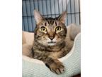 Adopt Styx a Brown Tabby Domestic Shorthair (short coat) cat in Germantown
