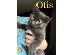Adopt Otis a All Black Domestic Shorthair cat in East Greenville, PA (38387268)