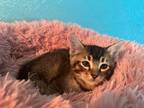Adopt Oakleigh (Conway) a Abyssinian / Mixed cat in Wichita Falls, TX (38380991)