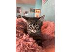 Adopt Briar (Conway) a Gray, Blue or Silver Tabby Domestic Shorthair / Mixed