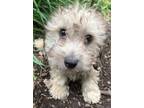 Adopt Mercury Damon DOXIECHON a White Bichon Frise / Dachshund dog in Mishawaka