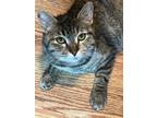 Adopt Willow (Conway) a Brown Tabby Domestic Shorthair / Mixed (short coat) cat