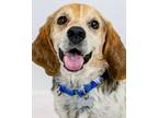 Adopt Boris a Beagle