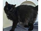 Adopt Coren a Domestic Short Hair