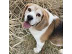 Adopt Dawson a Beagle