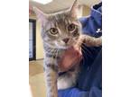 Adopt Edward a Domestic Short Hair