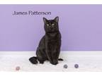 Adopt James Patterson a Domestic Short Hair