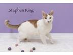 Adopt Stephen King a Domestic Medium Hair, Domestic Short Hair