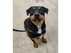 Adopt Alfie Sprouts a Rottweiler, Mixed Breed