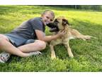 Adopt Beefaroni a German Shepherd Dog, Mixed Breed