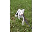 Adopt Screech a Dogo Argentino, Mixed Breed
