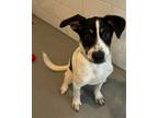 Adopt Hagrid a Husky, Cattle Dog