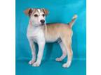 Adopt Woodhouse a Siberian Husky, Mixed Breed