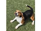 Adopt RePete a Beagle