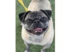 Adopt Frankie a Pug