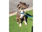 Adopt Ben (Oswego) a Pit Bull Terrier