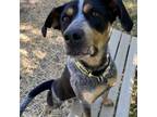 Adopt Hank a Bluetick Coonhound, Mixed Breed
