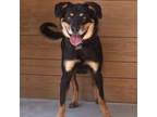 Adopt Riley a Australian Kelpie, Australian Shepherd