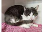 Adopt Memo a Domestic Short Hair