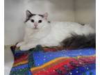 Adopt Nemo a Domestic Long Hair