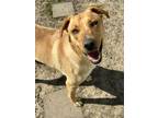 Adopt Shane a Shepherd, Labrador Retriever