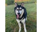 Adopt Roscoe a Husky