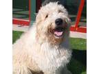 Adopt Wrenly a Poodle, Komondor