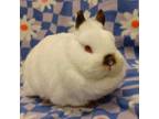 Adopt Snowdrop a Netherland Dwarf